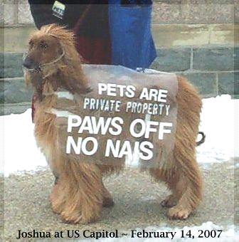 photograph of Joshua, an Afghan Hound, wearing blanket which says, Pets are private property - PAWS OFF - NO NAIS, with Lynda Farley